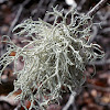 Oakmoss Lichen