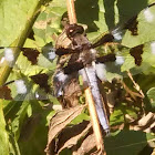 Twelve-spotted Skimmer