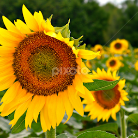 by Becky Holmes - Flowers Flowers in the Wild