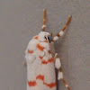 Artiid Moth