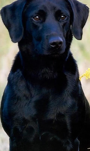 Labrador Retrievers Wallpapers