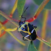 Pentatomid Bug
