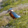 Common Kingfisher