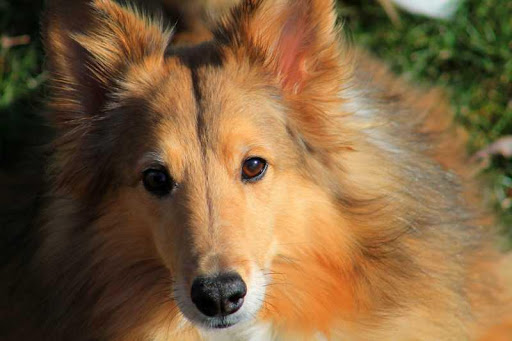 免費下載書籍APP|Shetland Sheepdog app開箱文|APP開箱王