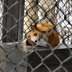 by Beverly Combs - Animals Other