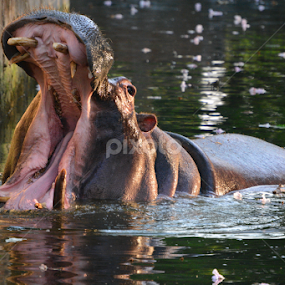 by Ravi Kashyap - Animals Other Mammals