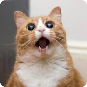 Imagenes Graciosas de Gatos.apk 1.2