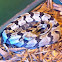 Timber Rattlesnake (Canebrake)