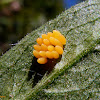Ladybird eggs