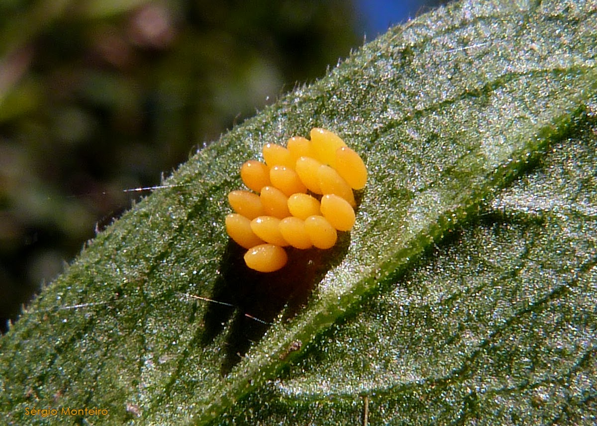 Ladybird eggs Project Noah