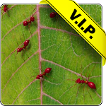 Cover Image of ダウンロード Red ants live wallpaper 5.2 APK