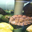 Map turtle