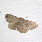 Melanolophia Moth