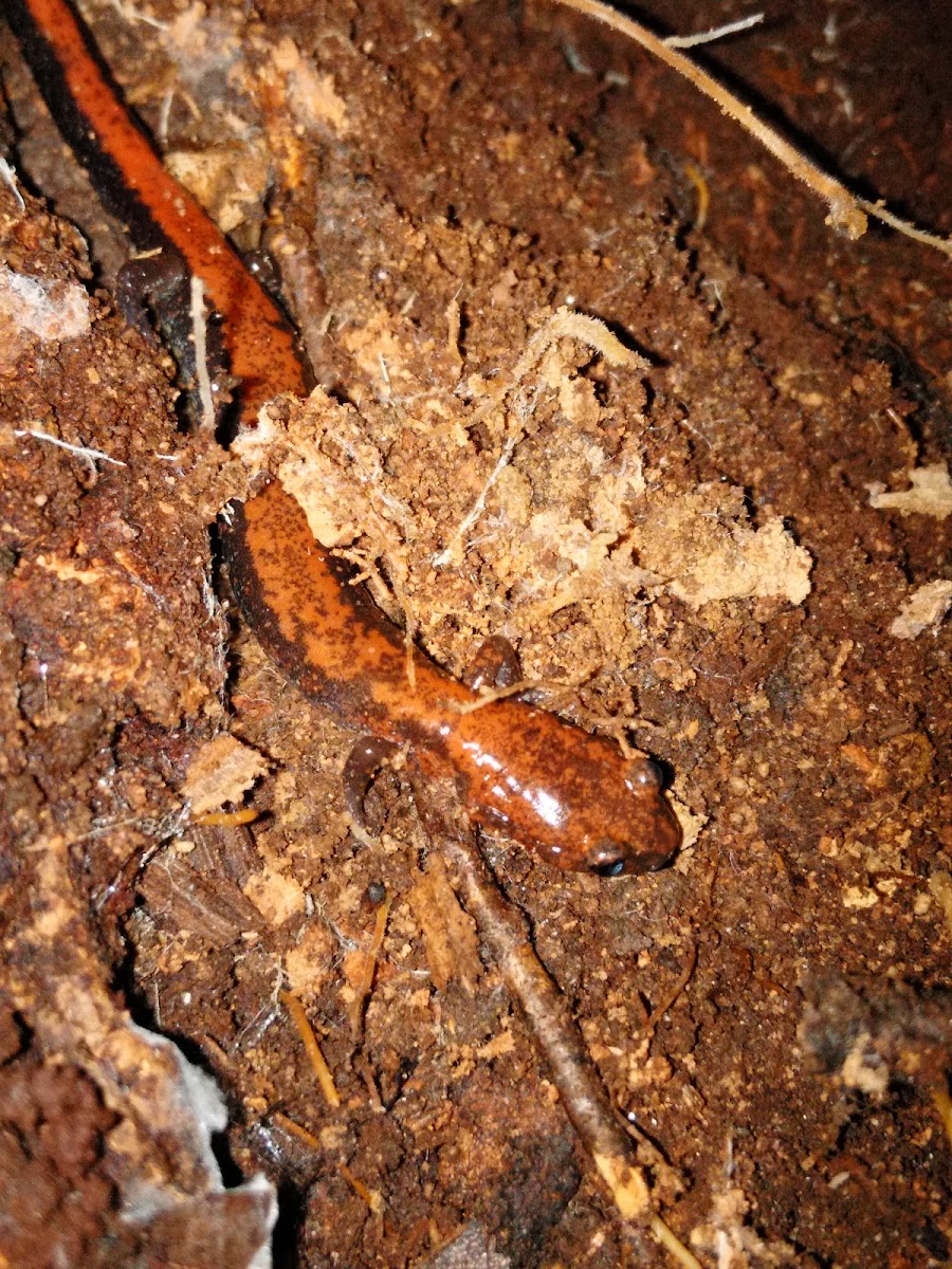 red back salamander