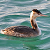 Great crested grebe