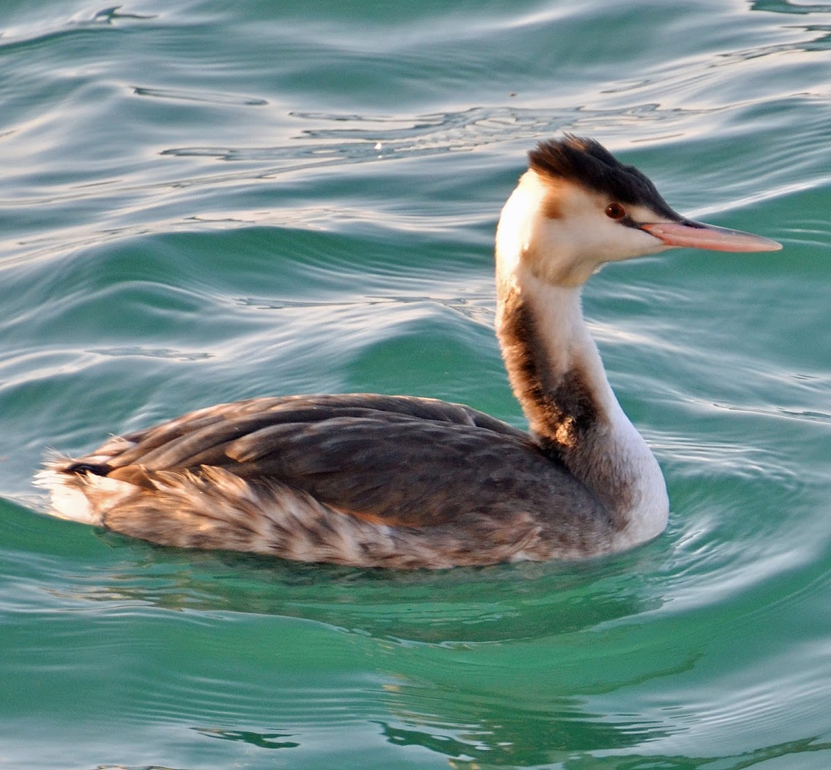 Great crested grebe