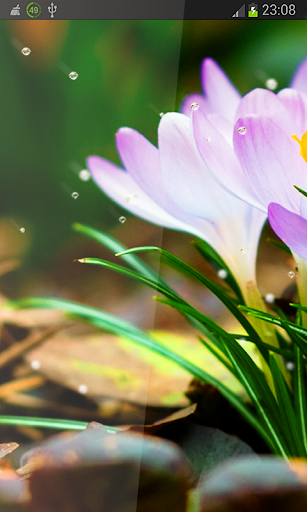 Spring Flowers Rain HD LWP