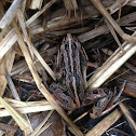 Brown-striped Marsh Frog