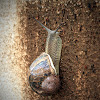 Garden Snail