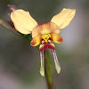 Wallflower Orchid