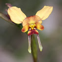 Wallflower Orchid