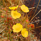 Cinquefoil