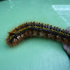 Fox Moth caterpillar