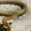 Eastern Rat Snake
