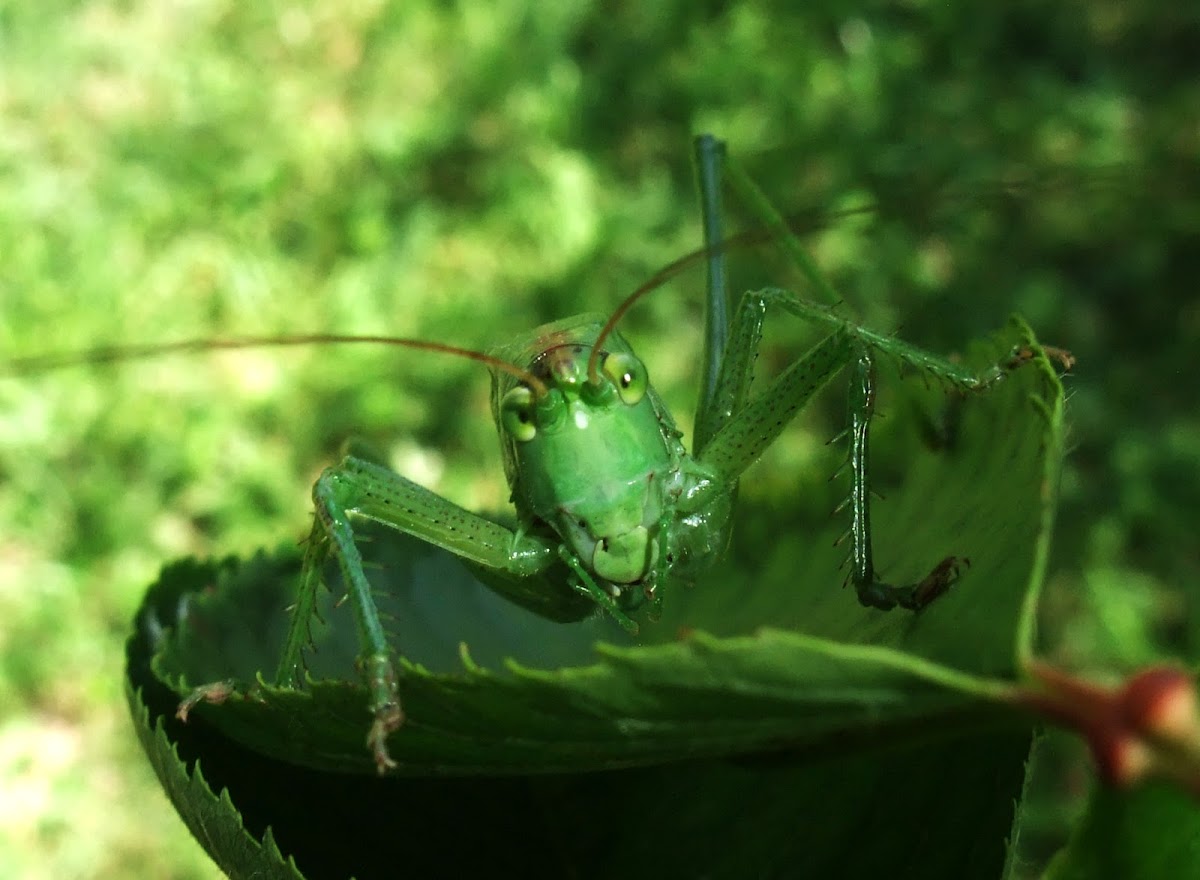 Great Green Bush-Cricket