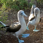 Blue-footed Boobies (courtship)