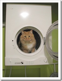 dryer tiger