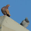 Rock Dove or Pigeon