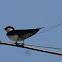 Wire-tail swallow