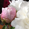 Chinese herbaceous peony 芍药