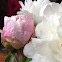 Chinese herbaceous peony 芍药
