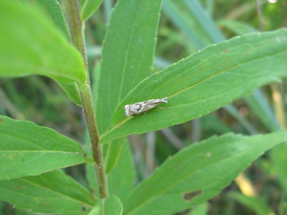 Elegant Grass-veneer Moth