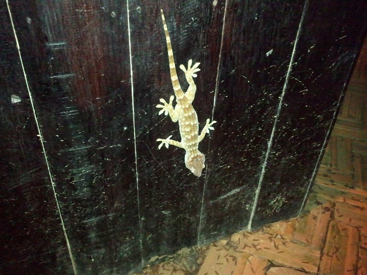 Tokay gecko