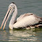 spot billed pelican or grey pelican