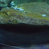 Red tail catfish