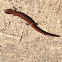 Eastern red backed salamander