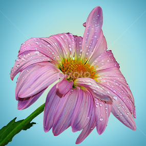 Pink Daisy by Dipali S - Digital Art Things