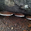 Red Belted Polypore