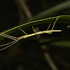 Stick Insect - Nymph