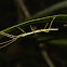 Stick Insect - Nymph