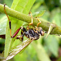 Ichneumon wasp infected by fungus