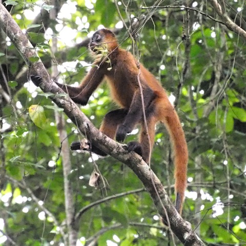 Ornate Spider Monkey | Project Noah