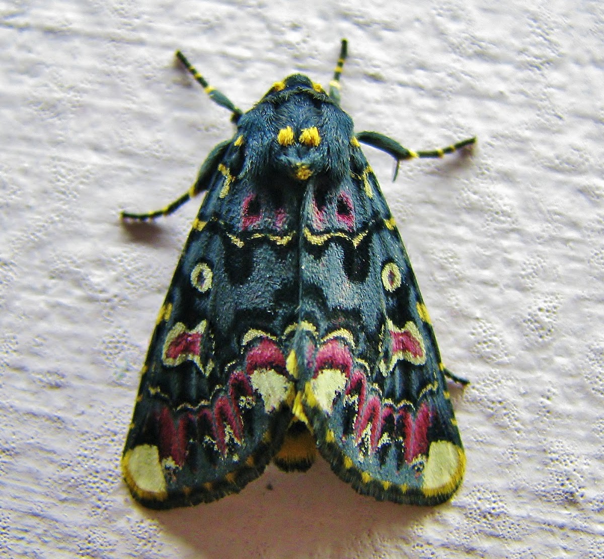 Lily moth