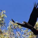 Red-Tailed Black Cockatoo