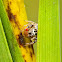 Jumping Spider