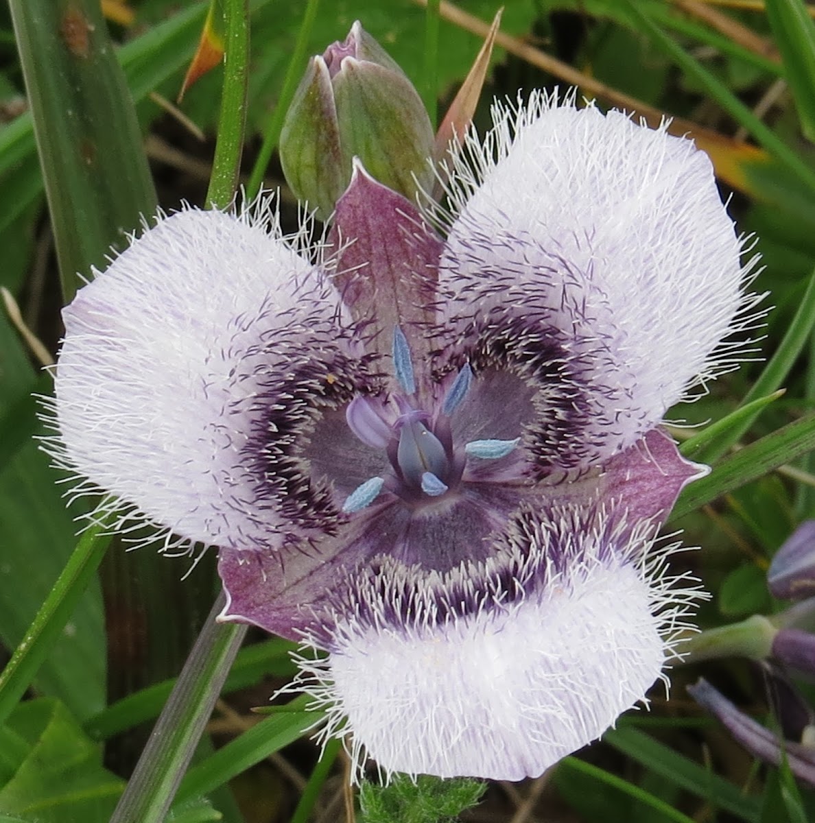 Pussy-Ears Star Tulip